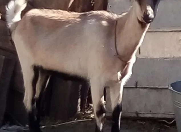 Продам кіз на молоко/м'ясо, жива вага- фото № 1