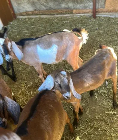 Козлики та кози на мясо- фото № 1