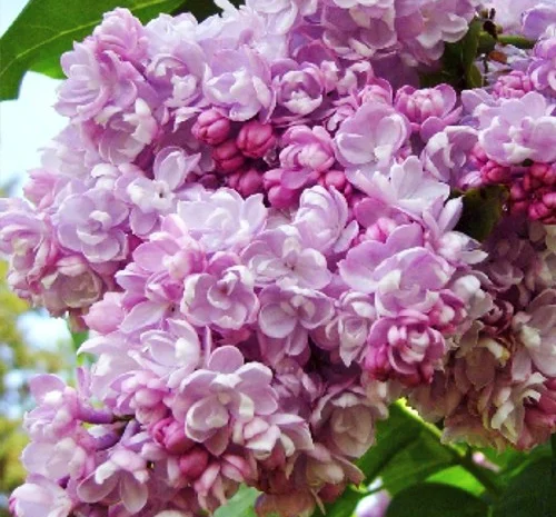 Саженцы сирени Калифорния Роуз (привитая)- фото № 1