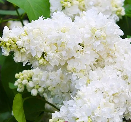 Саженцы сирени Алиса Хардинг (привитая)- фото № 1
