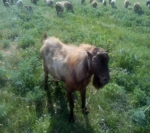 Коза, козы, козынята, на мясо- фото № 1