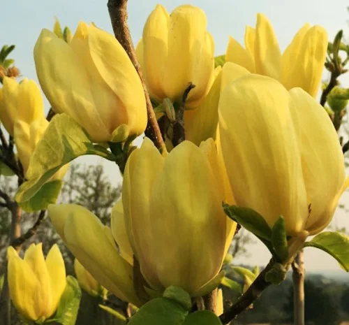 Саженцы магнолии Yellow в продаже- фото № 1