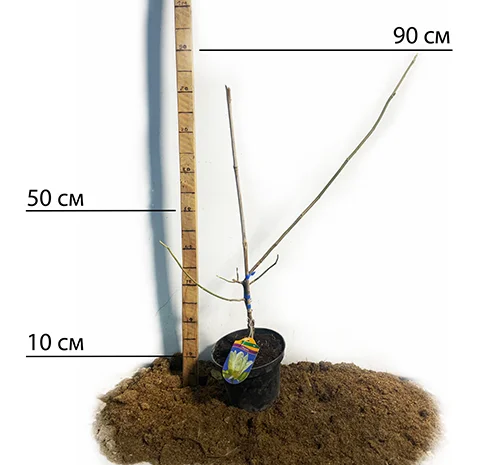 Саженцы магнолии Yellow в продаже- фото № 2
