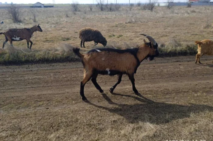 Кози, козине м'ясо, козье мясо, аьпійський козел- фото № 1
