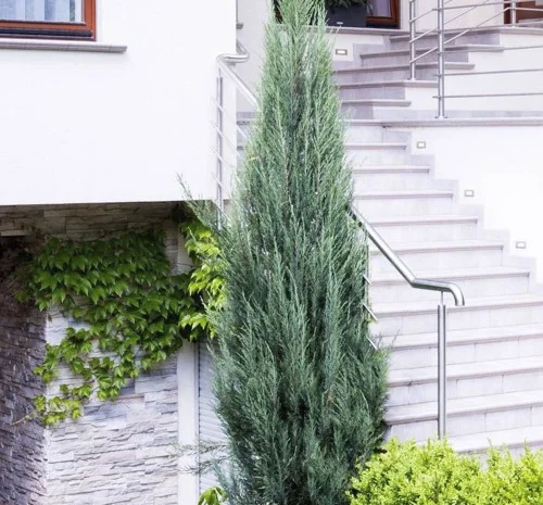 Саджанці ялівцю Блю Арроу у продажу- фото № 1