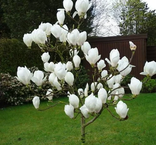 Саженцы магнолии Double White, 3 года- фото № 1