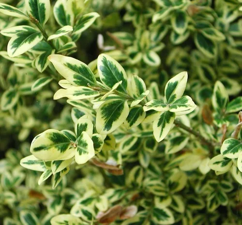 Саженцы самшита Вариегатного в продаже- фото № 1