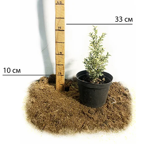 Саженцы самшита Вариегатного в продаже- фото № 2