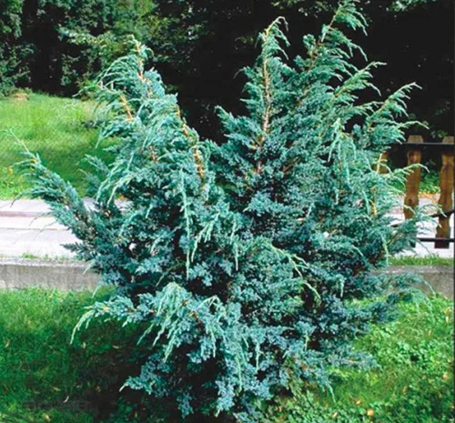 Саженцы ялівца Мес в продаже- фото № 1