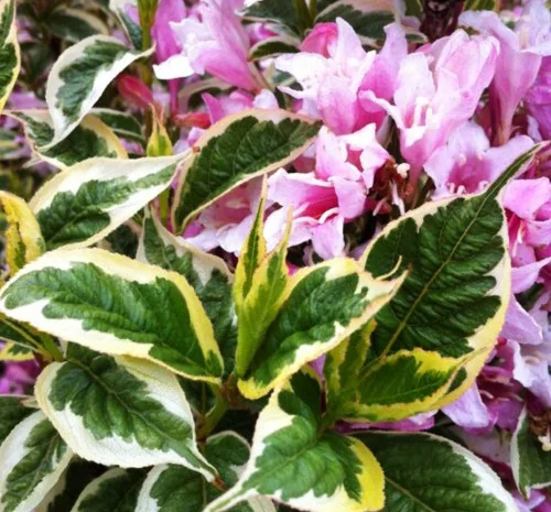 Саженцы вейгели Nana Variegata (ряболиста) в продаже- фото № 1