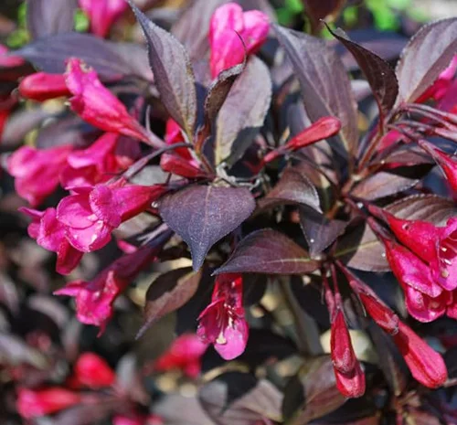 Саженцы Вейгелы Александра в Черновцах- фото № 1