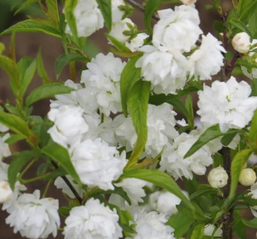 Саженцы сакуры Альба Плена в продаже- фото № 1