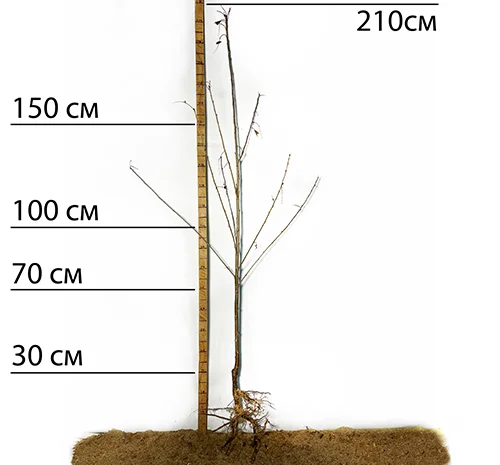 Саженцы сакуры Альба Плена в продаже- фото № 2