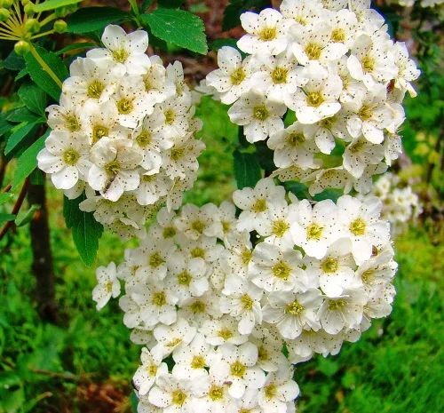 Саженцы спиреи Вангутта на продажу- фото № 1