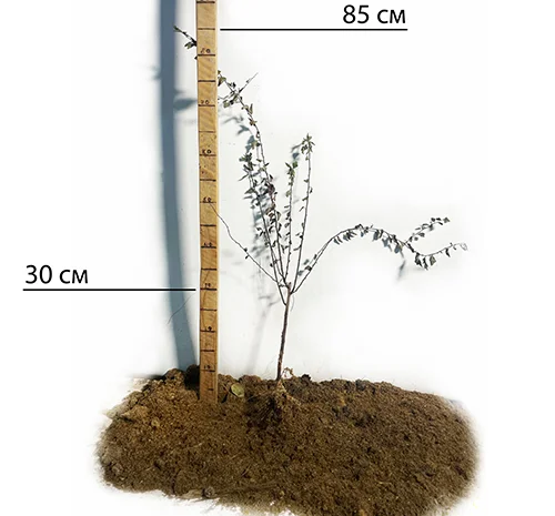 Саженцы спиреи Вангутта на продажу- фото № 2