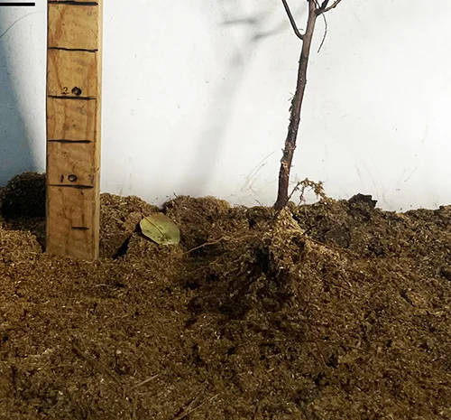 Саженцы спиреи Вангутта на продажу- фото № 3