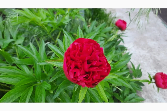 Ранние красные пионы на продажу- фото № 1