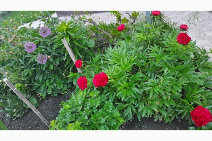 Ранние красные пионы на продажу- фото № 2