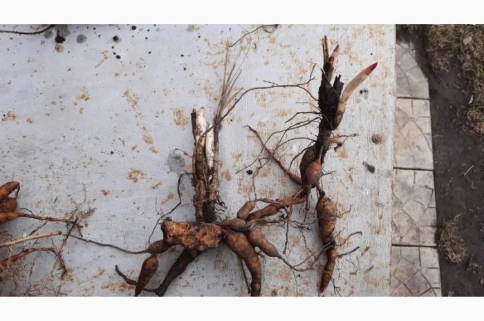 Ранние красные пионы на продажу- фото № 3