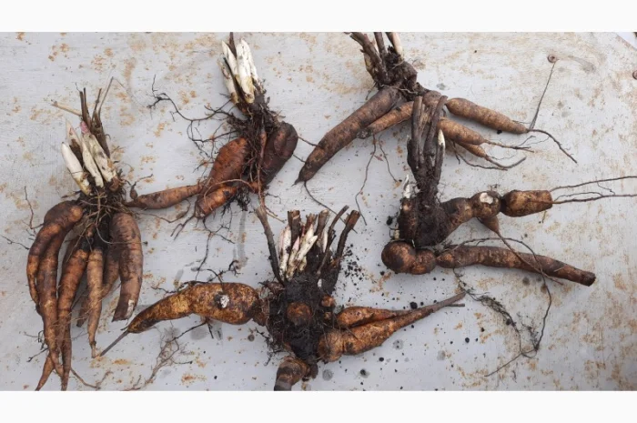 Ранние красные пионы на продажу- фото № 4