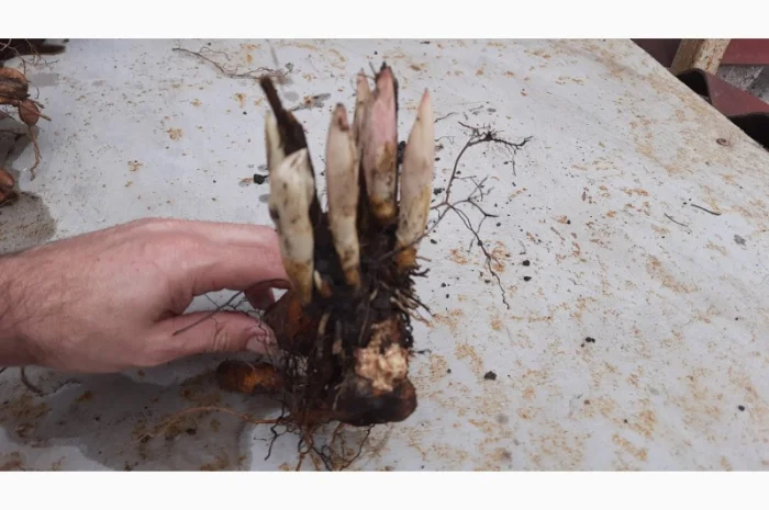 Ранние красные пионы на продажу- фото № 5