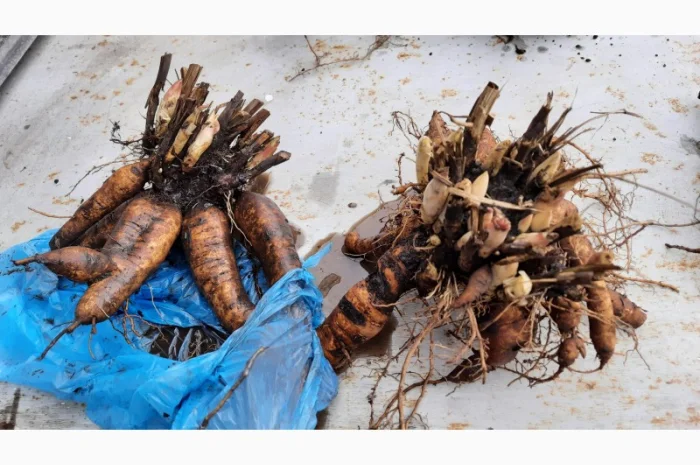 Ранние красные пионы на продажу- фото № 6