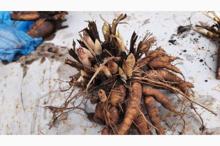 Ранние красные пионы на продажу- фото № 7