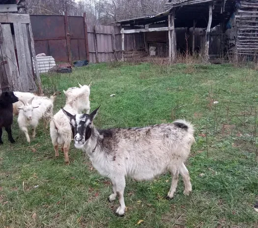 Срочно продам коз недорого- фото № 1