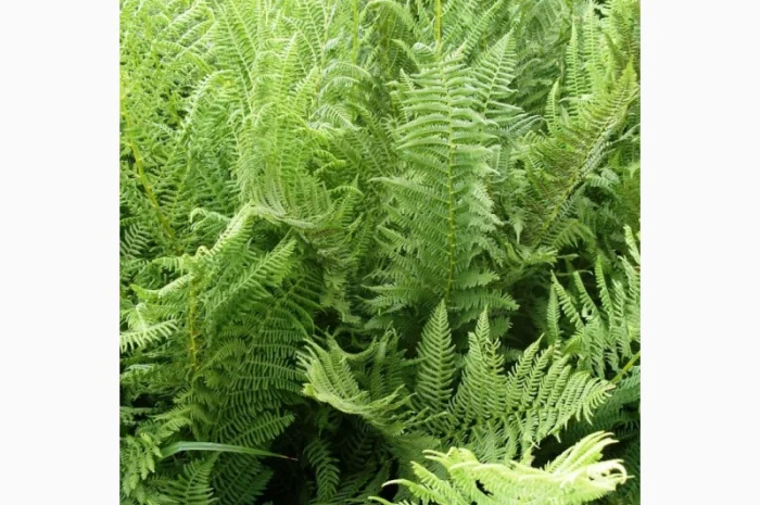 Папоротник страусник-саженцы- фото № 1