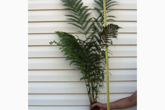 Папоротник страусник-саженцы- фото № 2