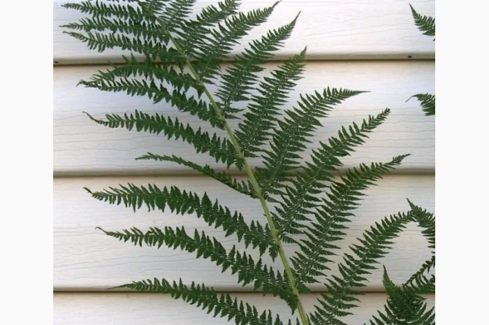 Папоротник страусник-саженцы- фото № 3