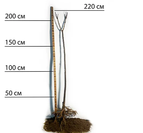 Саженцы катальпы на штамбе Нана - 1 год- фото № 1