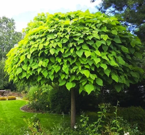 Саженцы катальпы на штамбе Нана - 1 год- фото № 2