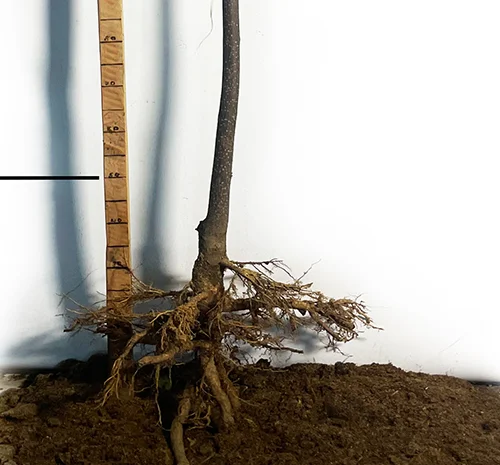 Саженцы катальпы на штамбе Нана - 1 год- фото № 3