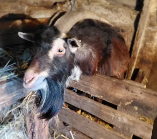 Продаю козу и козла ,жива вага- фото № 1