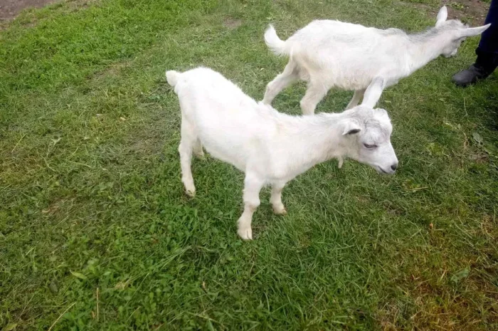 Пордам коз великих та малих, жива вага- фото № 1