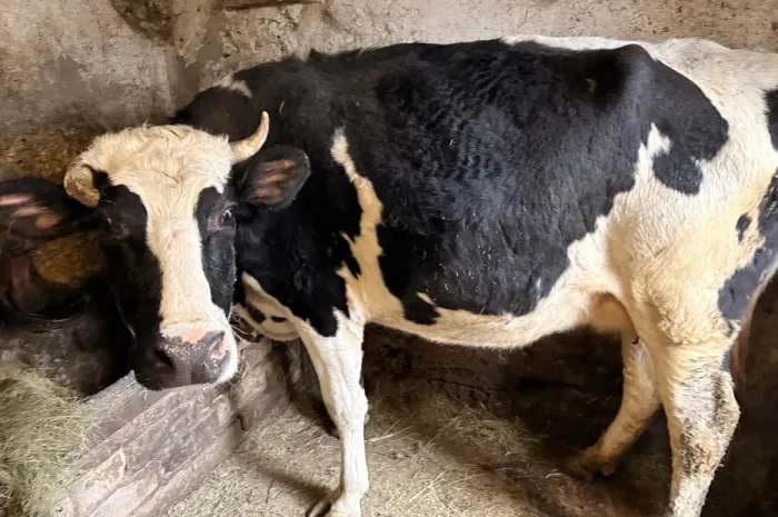 Говядину живым весом- фото № 1