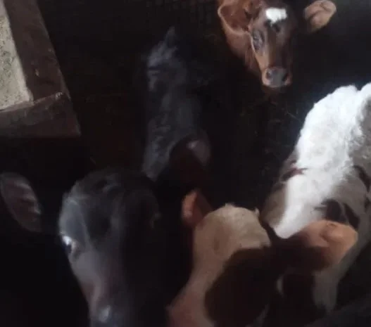 Телята на м'ясо та на плем'я бички та телички- фото № 1