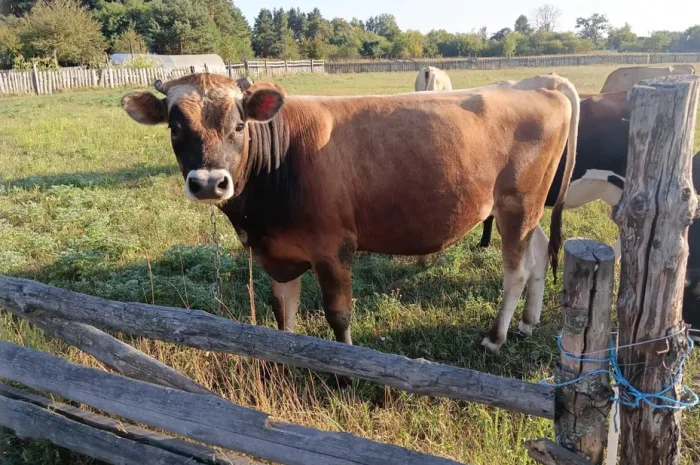 Бик на м'ясо (жива вага)- фото № 1