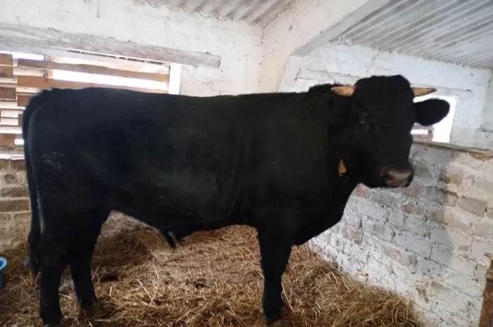 Продам быка живою вагою- фото № 1