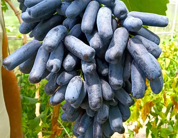 Саженцы сорта Кишмиш Аватар- фото № 1