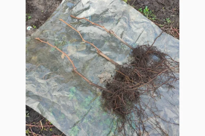 Саженцы сорта Кишмиш Аватар- фото № 2