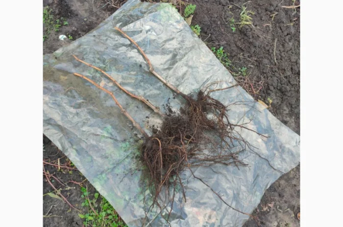 Саджанці винограду сорту Кишмиш Щелкунчик- фото № 2