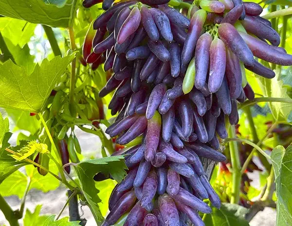 Саджанці сорту Кишмиш Хеллоуін- фото № 2