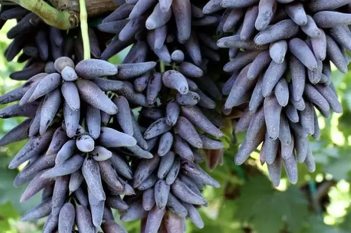 Саджанці сорту Кишмиш Хеллоуін- фото № 1