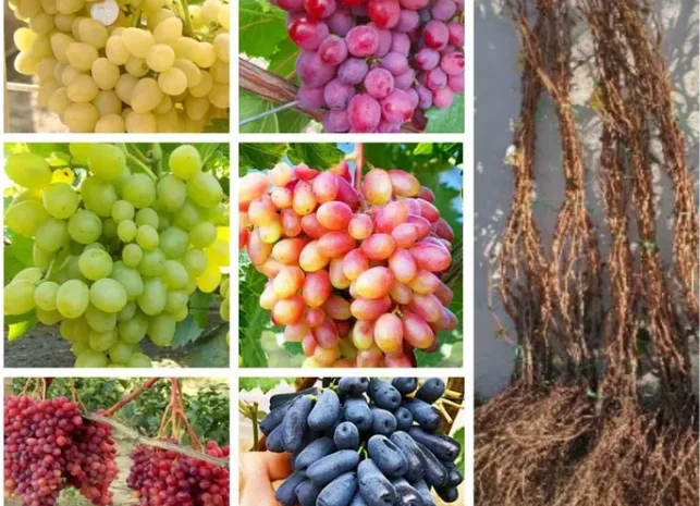 Саженцы винограда: лучшие сорта на весну 2026 года- фото № 1
