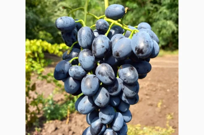 Саженцы винограда: лучшие сорта на весну 2026 года- фото № 10