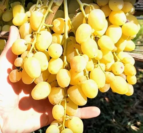 Саженцы винограда: лучшие сорта на весну 2026 года- фото № 11