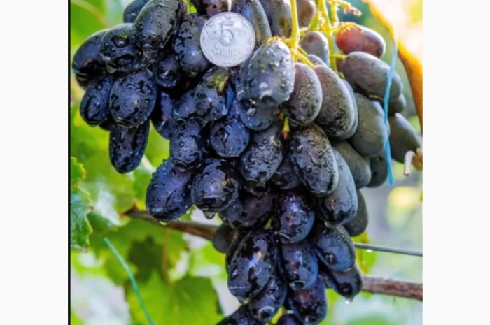 Саженцы винограда: лучшие сорта на весну 2026 года- фото № 12