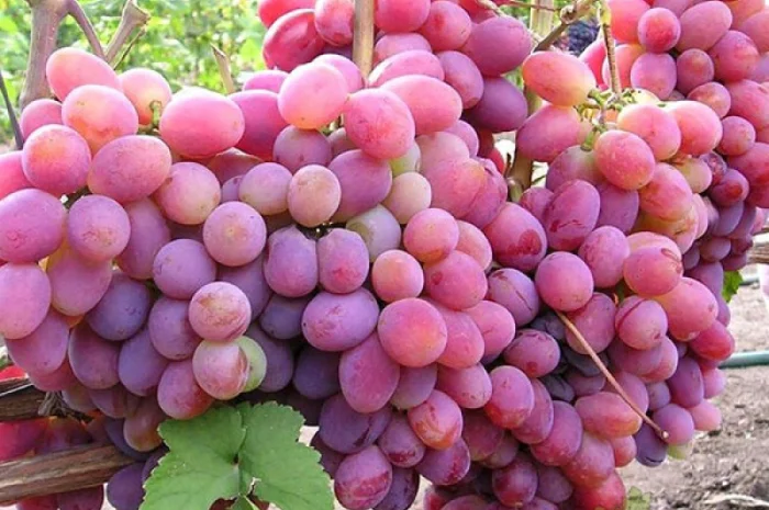 Саженцы винограда: лучшие сорта на весну 2026 года- фото № 14